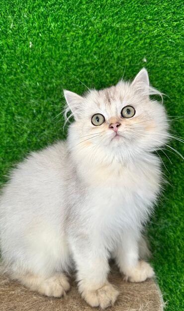 Pişiklər: Şotland yastı qulaq, Erkək, Dişi, Yaxşı əllərə, Ünvandan götürmə, Pulsuz çatdırılma, Ödənişli çatdırılma — 94