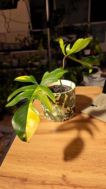🟢 Филодендрон Флорида Бьюти (Philodendron Florida Beauty) Без кашпо