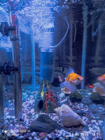 балык аквариум: Продам аквариум 50 литров с рыбками, полностью укомплектован