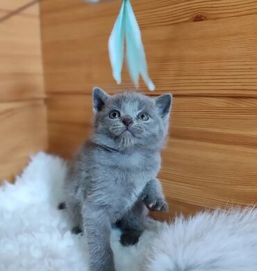 кошка скоттиш фолд цена: Британский котёнок голубого окраса - Порода: британская