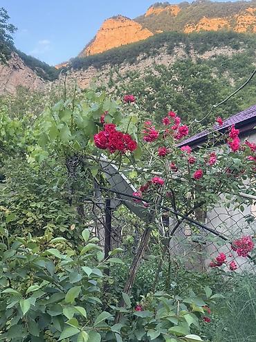 бак для воды: Dırmaşan qızılgül kolları – dekorativ sarmaşıq gül - Növ — 2