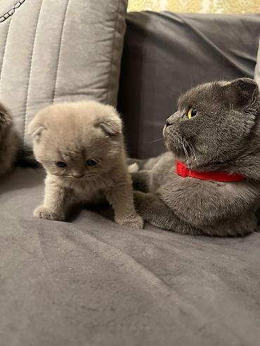 Pişiklər: Şotland yastı qulaq, Erkək, Dişi, Yaxşı əllərə, Ünvandan götürmə, Pulsuz çatdırılma, Ödənişli çatdırılma — 4