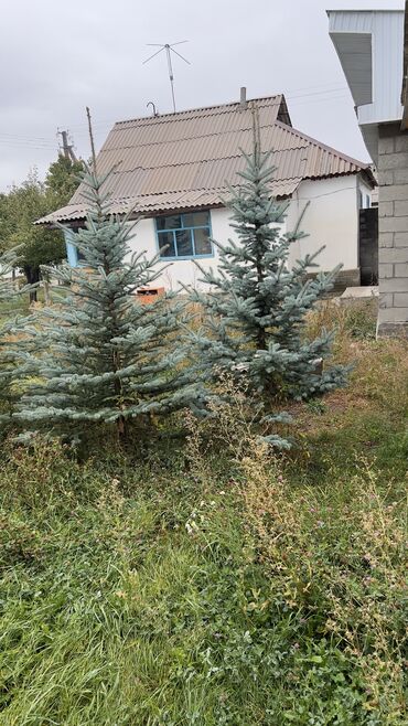 туалетные столики: Голубой ель 🌲 
Ухоженные