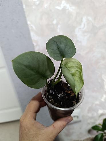 Сингониумы: Распродажа сортовых и редких комнатных растений, цены и названия — 15