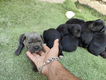 İtlər: 1 ay, Peyvəndli, Rayonlara çatdırılma, Ünvandan götürmə, Pulsuz çatdırılma — 25