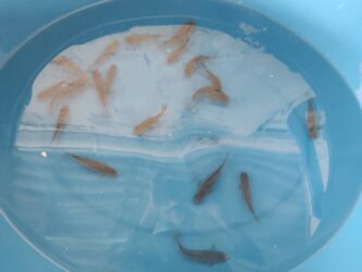 Balıqlar: Balig 19 ededi kalp baligi — 6