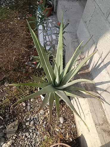 купить перлит: Алоэ вера (Aloe barbadensis) в горшках - Крупные взрослые розетки с — 1