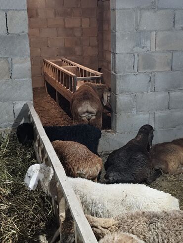 хочу купить кошку: Продаю | Баран (самец) | Для разведения at lalafo.kg хочу купить кошку: Продаю | Баран (самец) | Для разведения