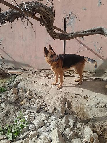 İtlər: Alman çoban iti, 3 il, Dişi, Ünvandan götürmə — 16