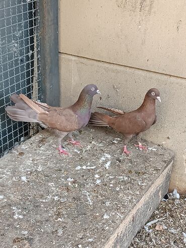 Göyərçinlər: Şəkillərin hamısına baxın. hər cinsdə quşlar satılır . qiymət biri — 6