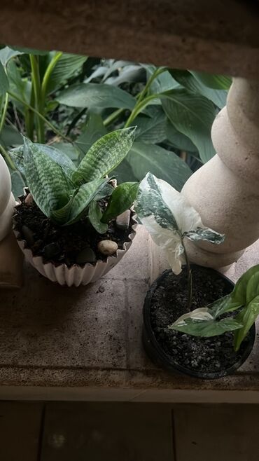 Otaq bitkiləri: Otaq və balkon üçün dekorativ bitkilər kolleksiyası - Qırmızı — 13