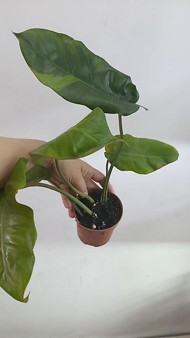 Драцены и Сансевиерии: Драцена (разные виды, в горшках) находится в Кара Балте - Эффектные — 5