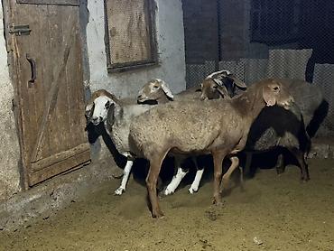 Продам с/х животных: Продаю | Овца (самка) | Для разведения | Матка — 2