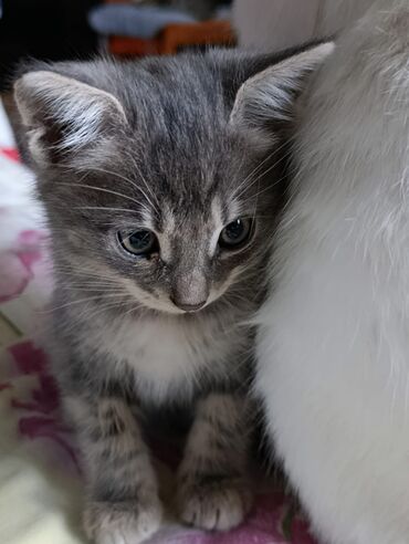 Pişiklər: Tabbi — 11