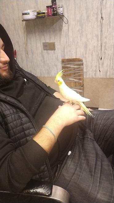Quşlar: Vatsap elaqə qurun Birdə neçə dənə korella quşu var. Onların rəngləri — 4