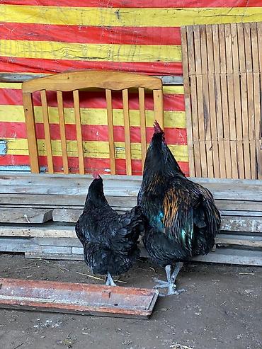 Куры, петухи: Продаю | Петух | Для разведения at lalafo.kg — 14 Куры, петухи: Продаю | Петух | Для разведения — 14