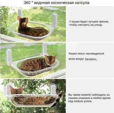 в зоомагазин: Прозрачный подоконный гамак-лежанка для кошек на присосках🐈🐈 Обзор — 2