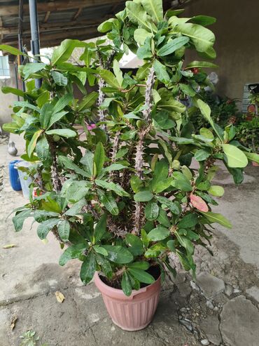 спальние гарнитуры: Эуфорбия Милла (Euphorbia milii, «Корона Иисуса») в горшках. -