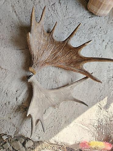divar asılqanı: Mamut maralı (Alces alces) buynuzu – cüt ədəd - Təbii tökülmüş maral — 1