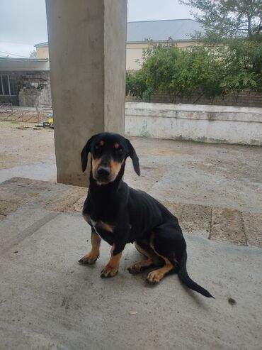 İtlər: Zvonok, 2 ay, Erkek — 14