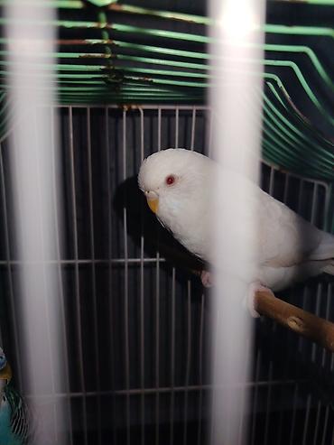 coban iti satisi: Tutuquşu satılır Dəst‼️ Ağ Albino Dişi 4 aylıq 14₼ Göy Volnisty Dişi — 3