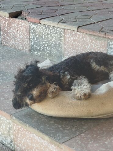 возьму котенка бесплатно: Йоркширский терьер