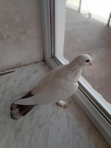 tovuz quşu yumurtasi: Satılır biri 10 manatdan hamısı alan olsa 25 vererem — 1