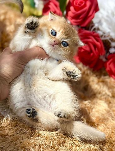 Pişiklər: Britan — 1