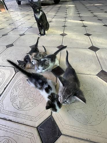 коты белый: Котята, помет из нескольких малышей разной окраски: - два бело-черных — 5