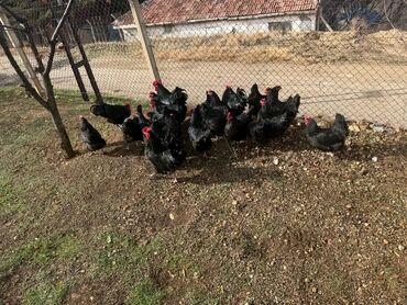 Toyuqlar: Australorp Cəm 23 Heyvandır 19 Toyuq Yumurtlayan 4 Damazlıq Xoruz — 9