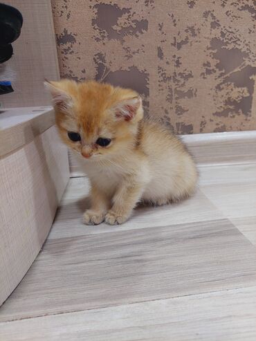 Pişiklər: Qızıl şinşilla, Erkək, Dişi, Yaxşı əllərə, Ünvandan götürmə -da lalafo.az — 15 Pişiklər: Qızıl şinşilla, Erkək, Dişi, Yaxşı əllərə, Ünvandan götürmə — 15