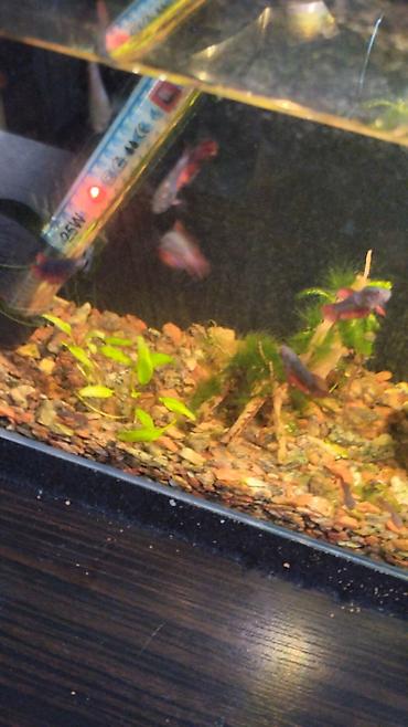 Betta (Petuşok balığı) lalafo.az -da Betta (Petuşok balığı)