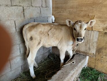 узи для коров: Продаю | Музоо, торпок | Алатауская | Для молока