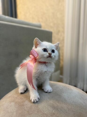 Pişiklər: Cins Paroda pişikləri. Şotland, Britan, Pers. Rəngləri də cür bə cür — 21