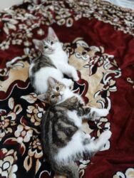 Pişiklər: Türk anqora, Dişi, Yaxşı əllərə, Ünvandan götürmə -da lalafo.az — 14 Pişiklər: Türk anqora, Dişi, Yaxşı əllərə, Ünvandan götürmə — 14