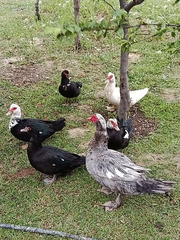 Ördəklər: Erkək, | Lal ördək, Damazlıq — 1