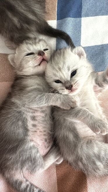 кошка с разными глазами: Скотиш Фолд (Шотландиялык шалпаң кулак), 1 айлык, Эркек, Боз
