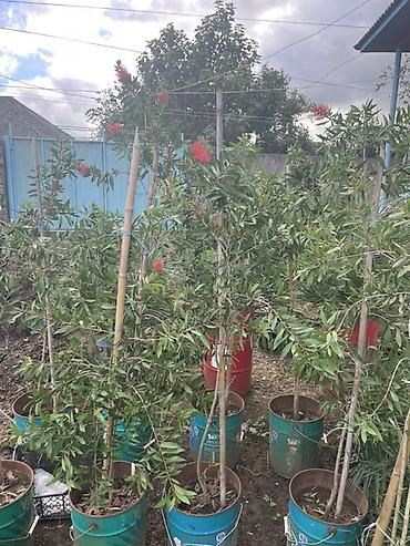palm: Limon şam ağacı– dekorativ iynəyarpaqlı Lelandra Sekas Finik Tuya — 8