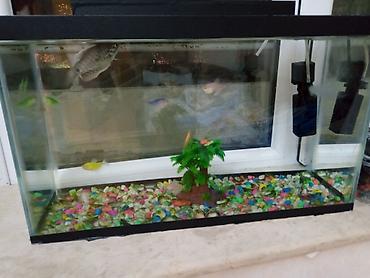 akvarium balıqları: Salam satilir hərşey daxil cəmi 30 azn — 5
