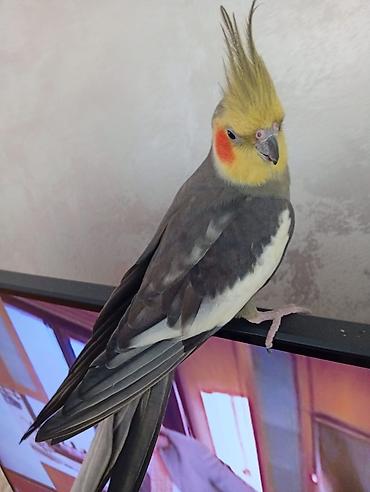 Tutuquşları: Satılır! 🐦 5 ədəd sağlam Korella quşu (3 dişi, 2 erkək) və əlavə — 12