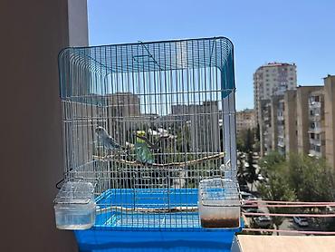 qus yuvasi: Papuqay qefesle birlikde satilir.Bu nomreye zeng vurun 070-288-68-67 — 4