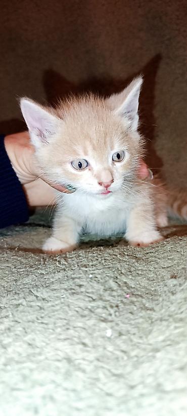 кошки шотландский: Отдам бесплатно в хорошие добрые руки. Котята домашние, маленькие — 1