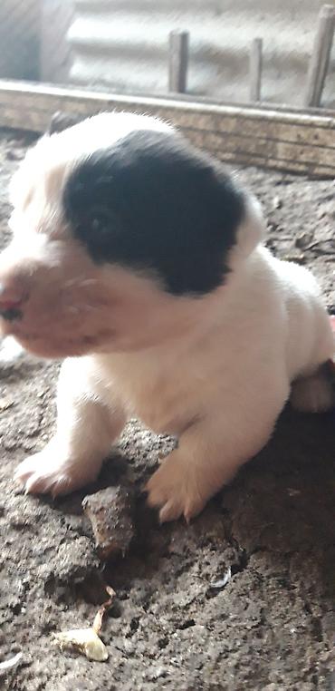 Heyvanlar üçün digər mallar: Zvanok balaları satılır. - Yaş: 1 aylıq - Qidalanma: sərbəst yemək — 6