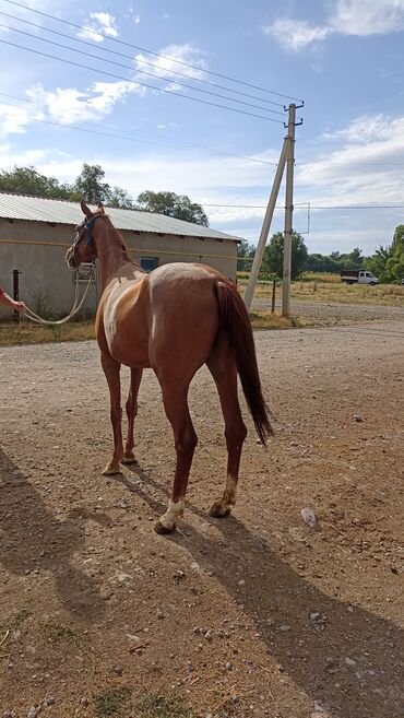 Лошади, кони: Продаю | Кобыла (самка) — 8