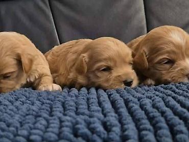 Psi: Maltipoo štenci, prelepe bebe Na prodaju prelepi štenci maltipoo na lalafo.rs — 3 Psi: Maltipoo štenci, prelepe bebe Na prodaju prelepi štenci maltipoo — 3