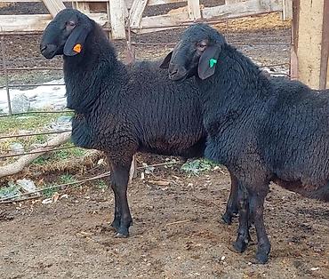 Баран, овца: Продаю | Ягненок, Баран (самец) | Для разведения | Племенные, Осеменитель — 10