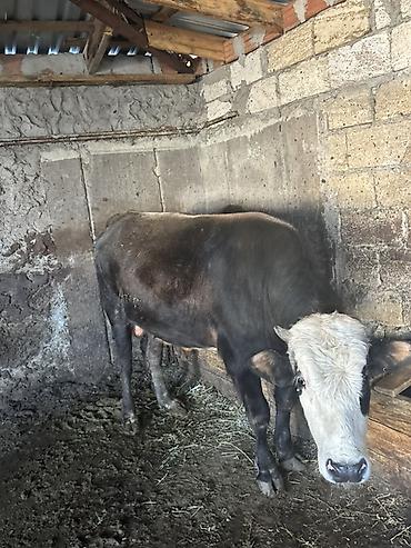 Inəklər, öküzlər: Satışa iri buynuzlu heyvanlar - Cins: qarışıq ətlik (fotoşəkillərdə — 5