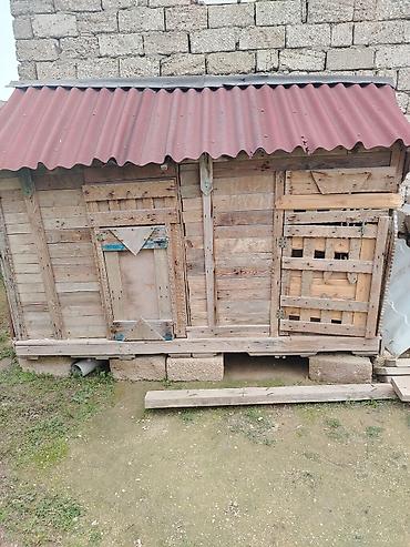 balaca ev itləri: İtlər üçün ev — 1