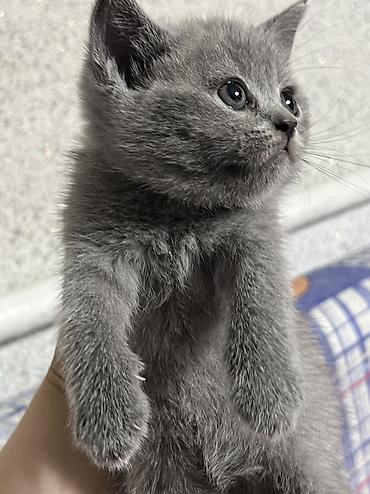 мал кой: Британцы породистые котята
Котята приучены к лотку 🌸 — 9