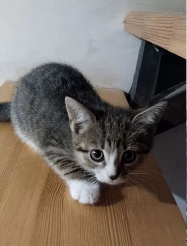 кошка шиншилла цена: Очаровательный полосатый котёнок с белыми лапками и мордочкой. Его
